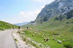 Parco Nazionale del Durmitor380DSC_3167